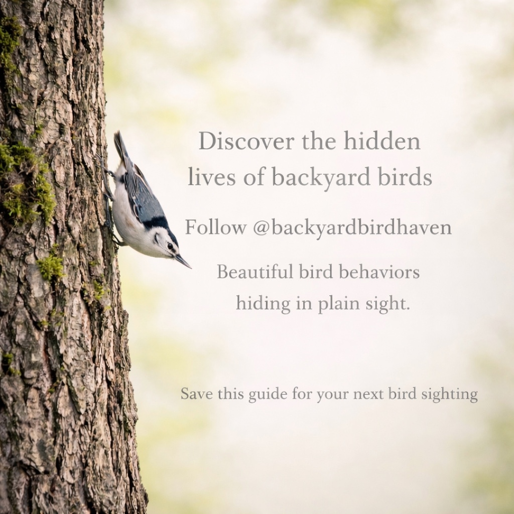 Nuthatch social artwork from the Backyard Bird Haven archive